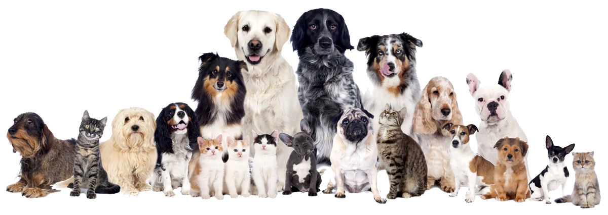 Pets Categories - Happy Pet Expo